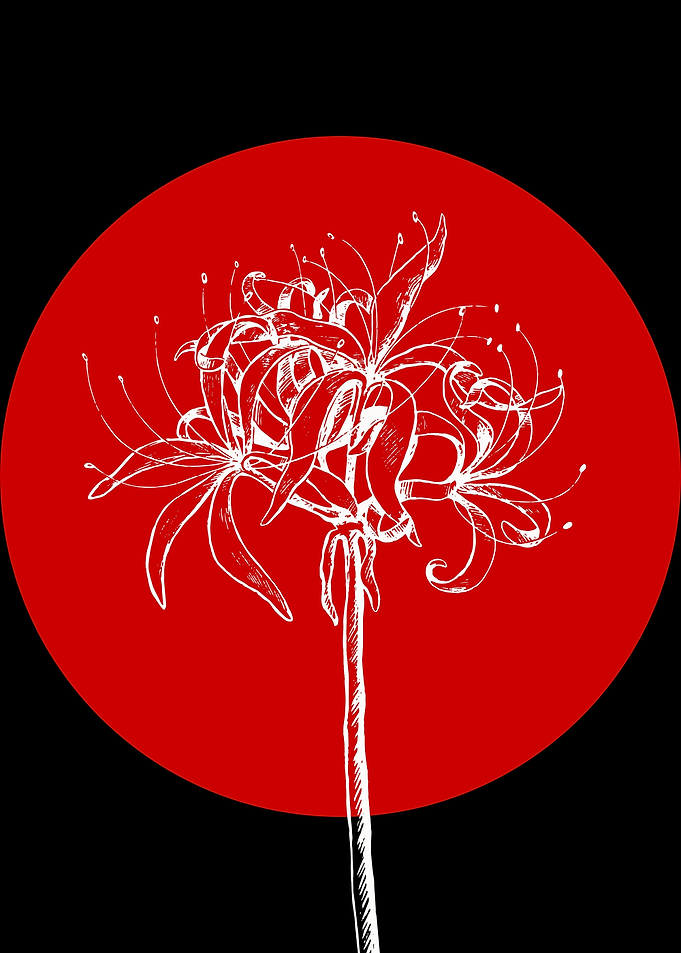 Spider Lily