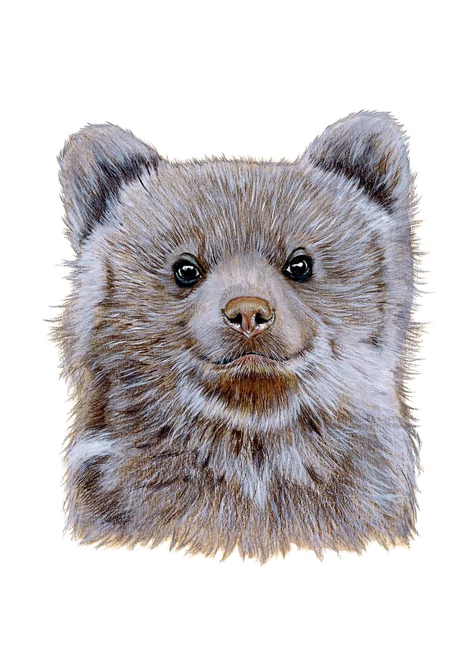 Baby bear portrait