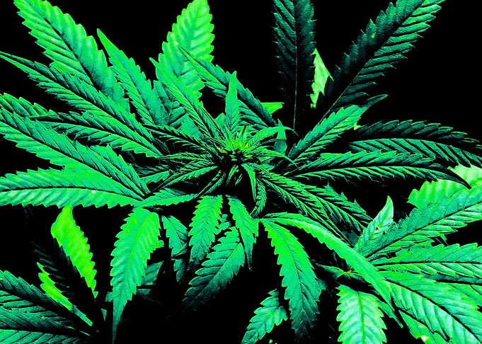 Marijuana Weed Leafs V