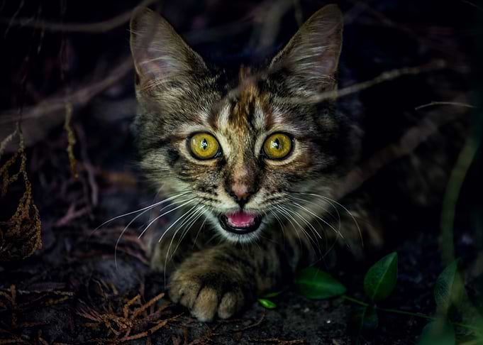 Cat