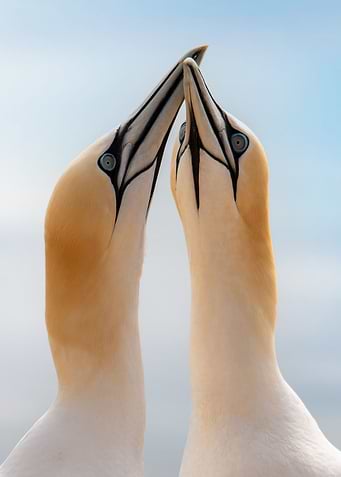 Birds of a feather