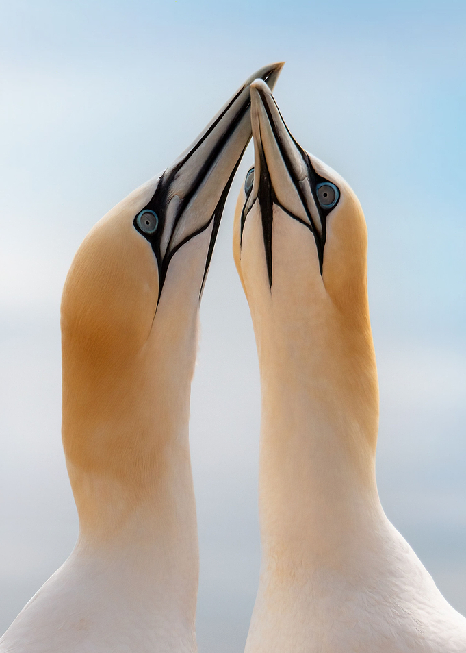 Birds of a feather