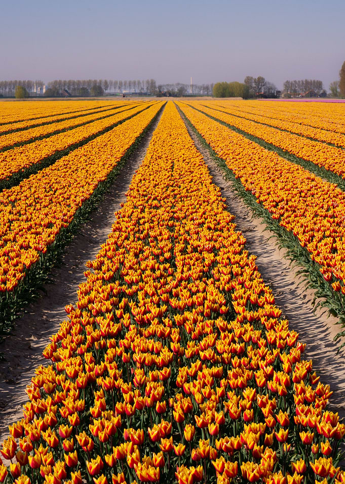 Red and yellow tulips
