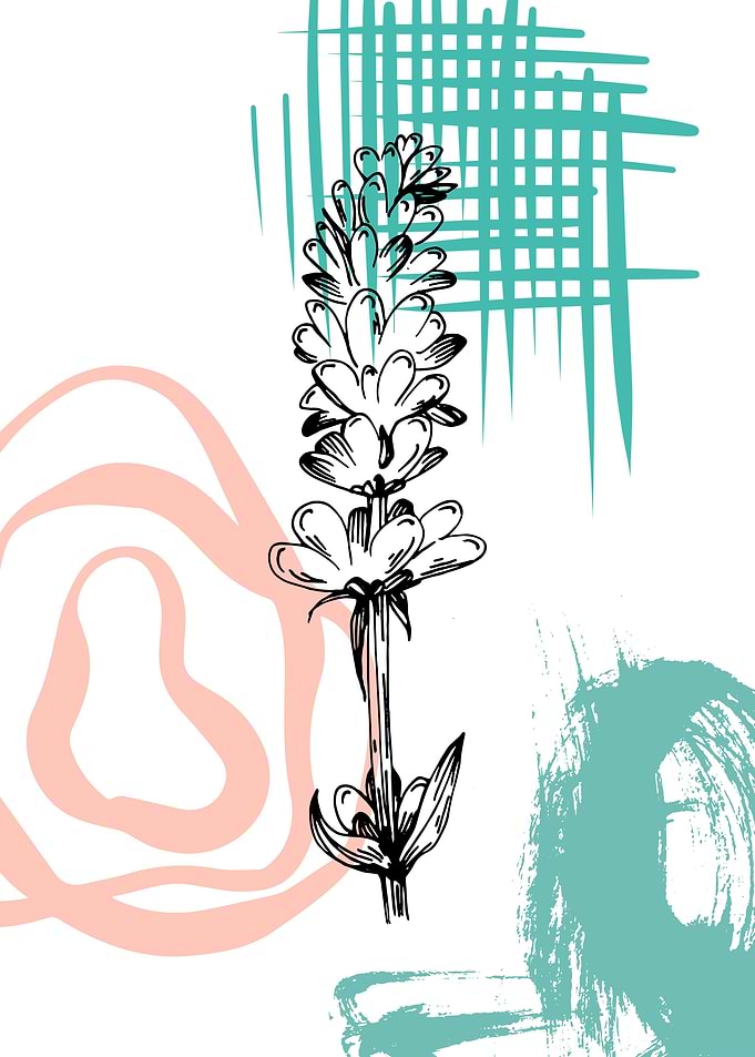 Lavender flowers