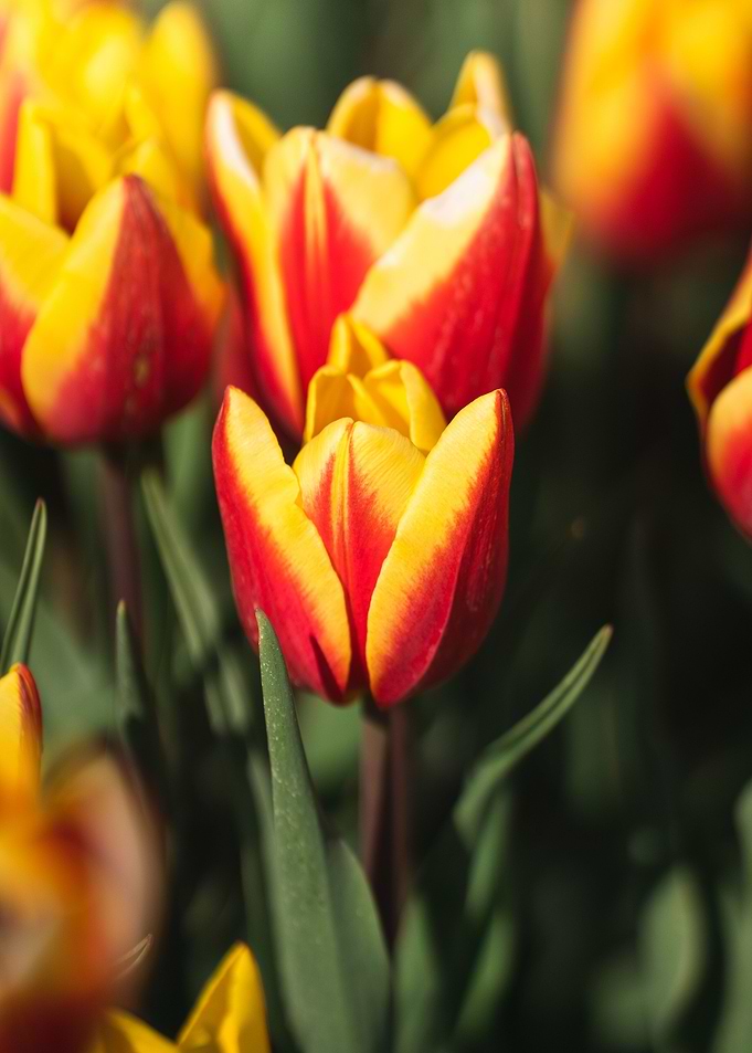 Red and yellow tulips