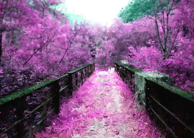 cherry blossoms