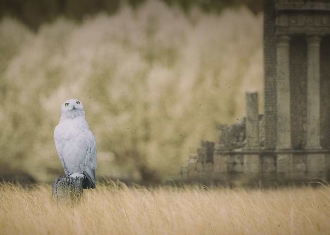 Mystic Animal Pictures