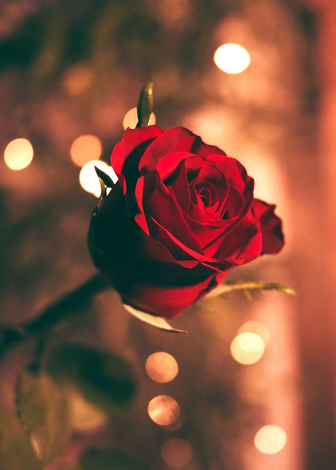 Elegant Rose