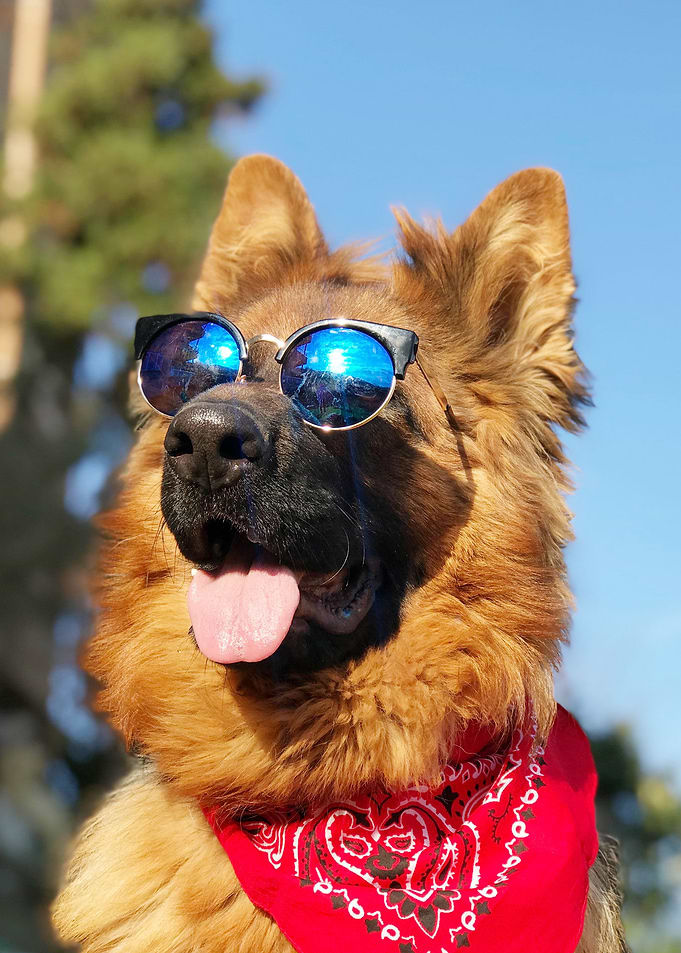 COOL DOGS