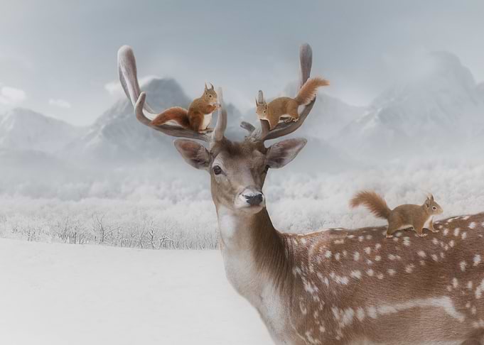 Mystic Animal Pictures