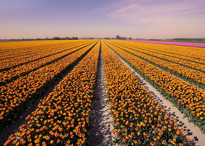 Red and yellow tulips