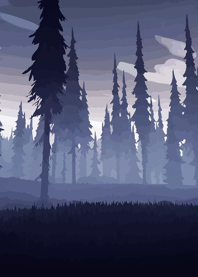 spruce