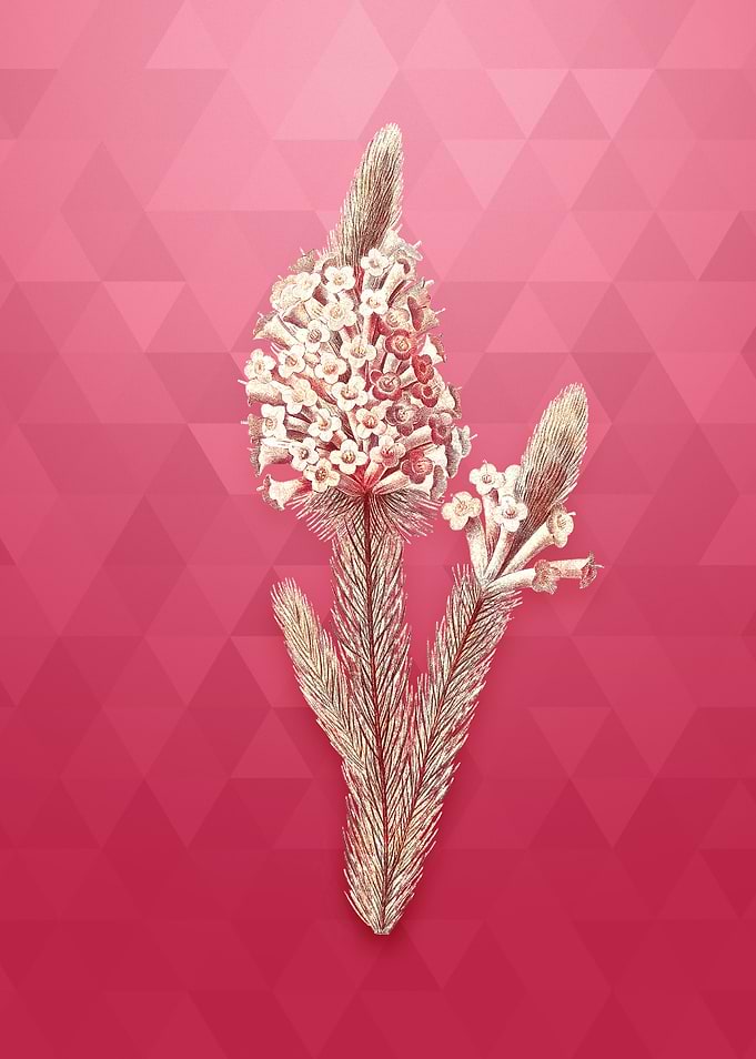 Heather Briar Root Bruyere