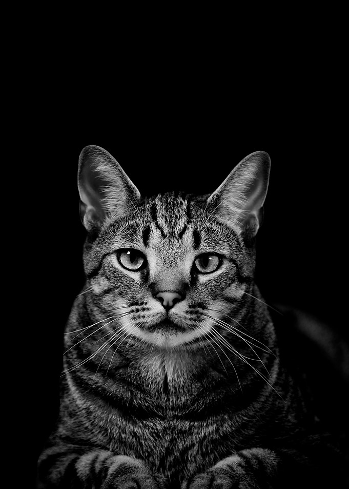 Cool Short hair cat