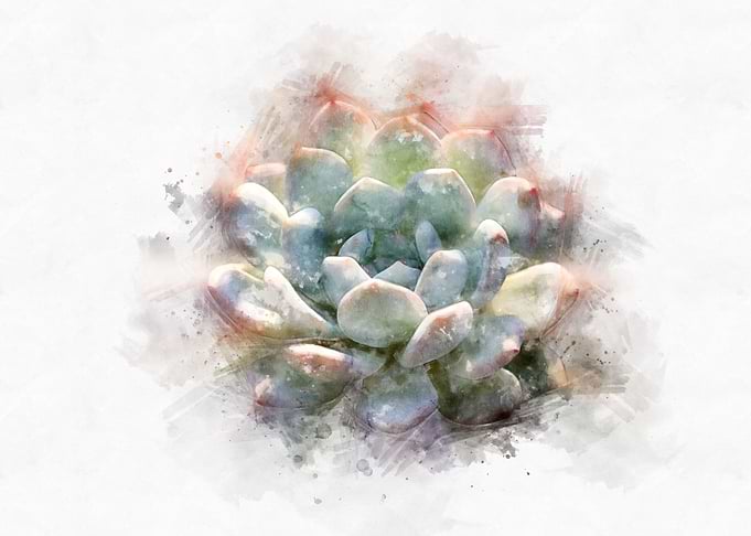 succulent watercolor