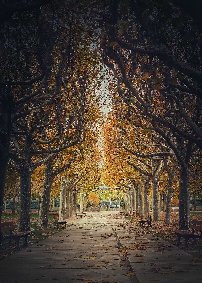 golden alley of sycamores