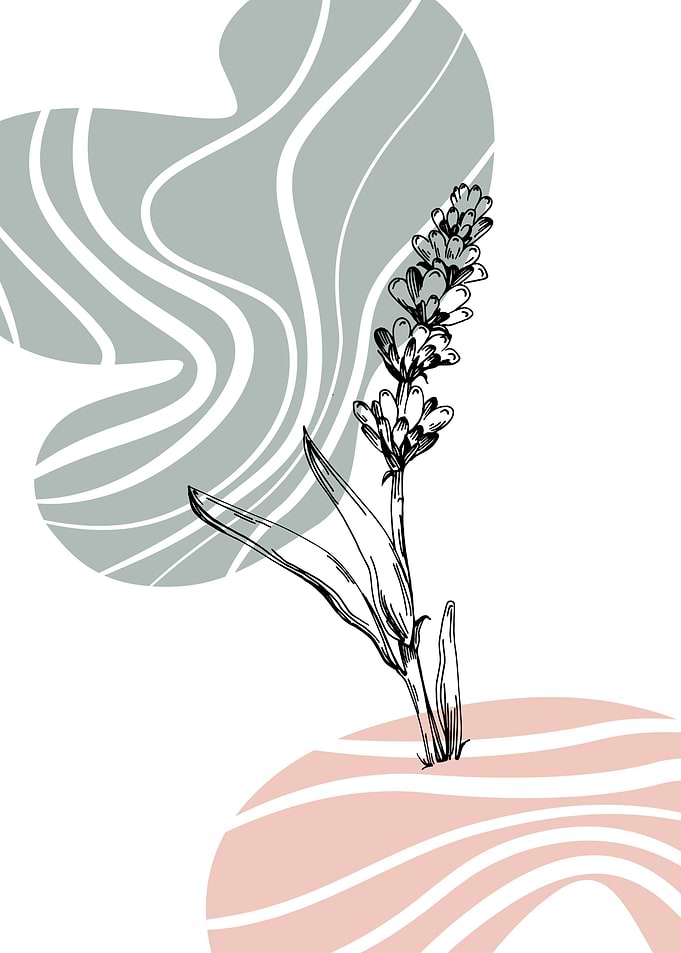 Lavender flowers