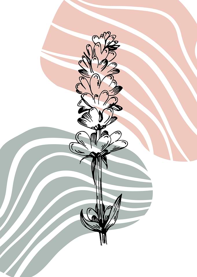 Lavender