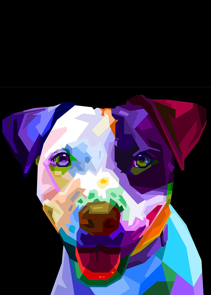 Colorful boston terrier