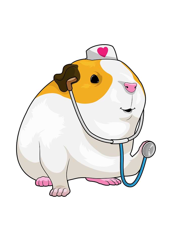 Guinea pig Nurse Heart