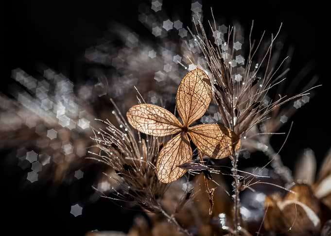 Dried hydrangea flower