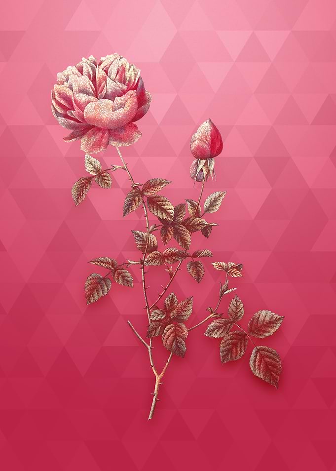Pink Autumn China Rose