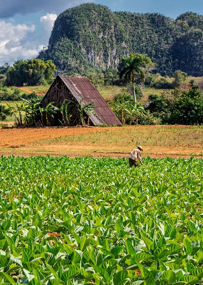 Tobacco Plantation Cuba
