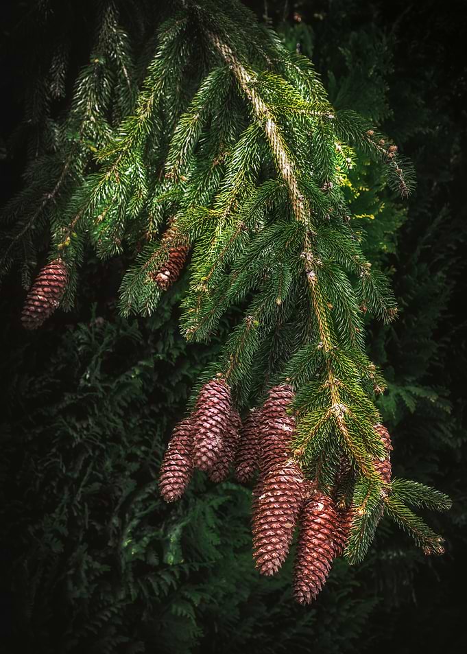Conifers