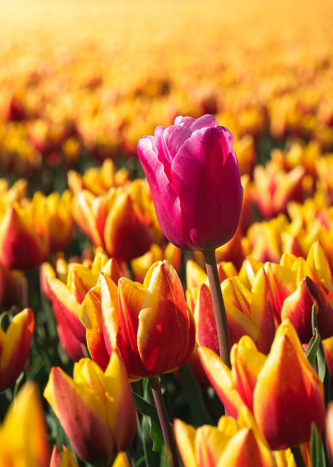 Pink tulip