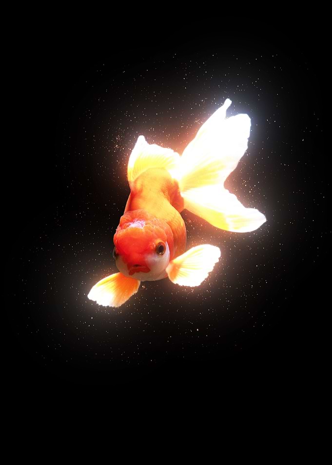 Goldfish