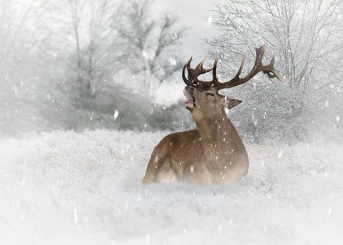 Mystic Animal Pictures