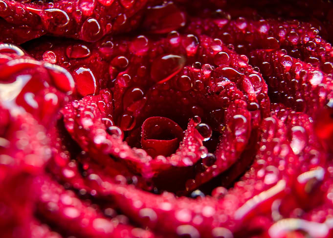 red rose