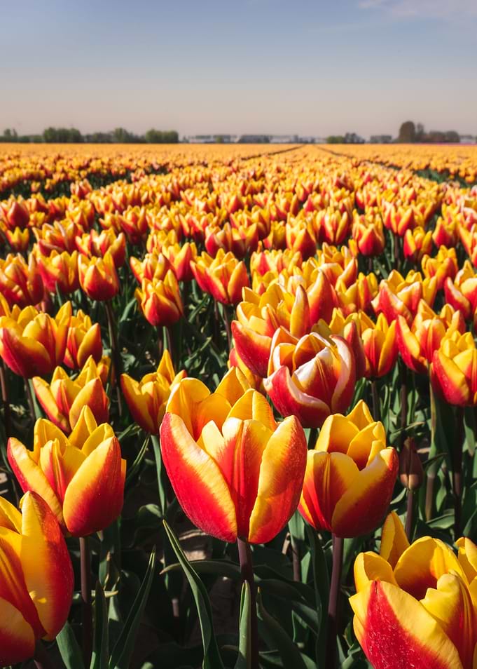 Red and yellow tulips