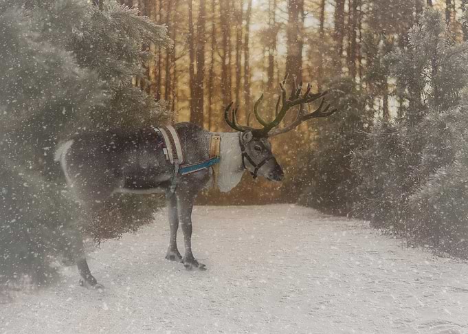 Mystic Animal Pictures