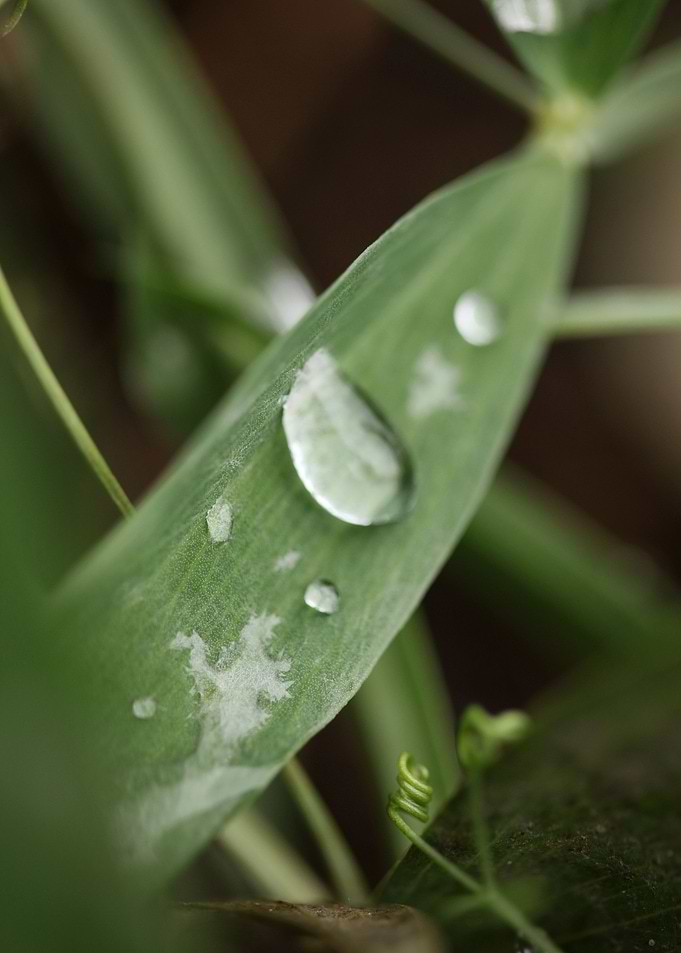 Winter rain droplets macro