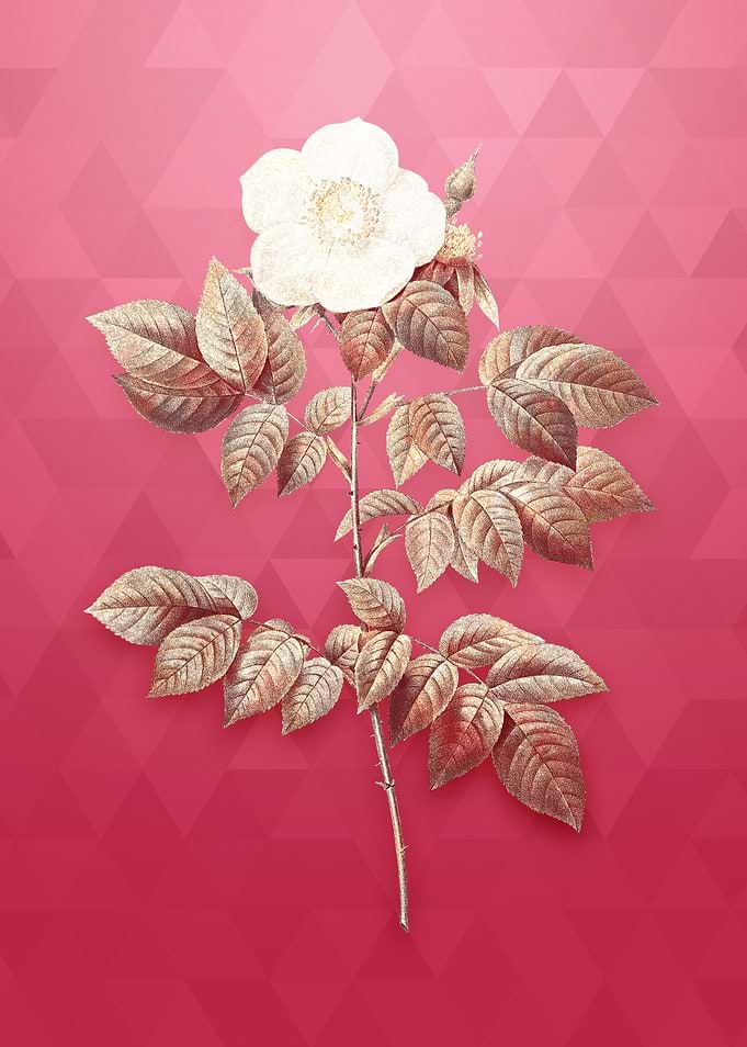 Leschenaults Rose on Pink