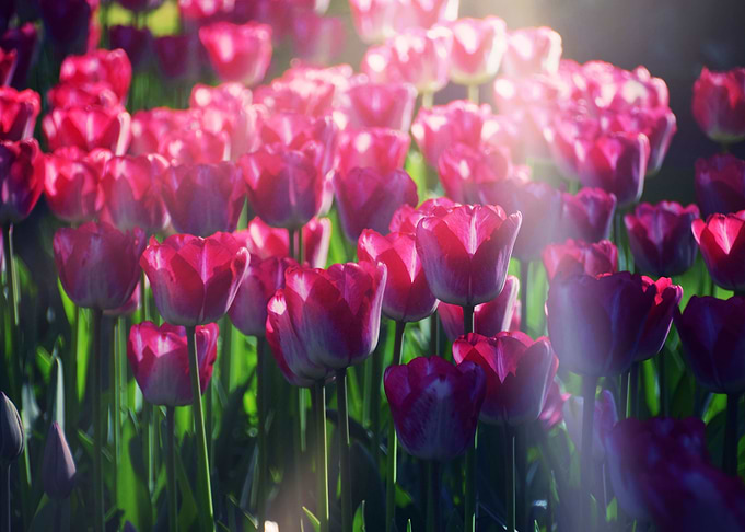 Red Tulips