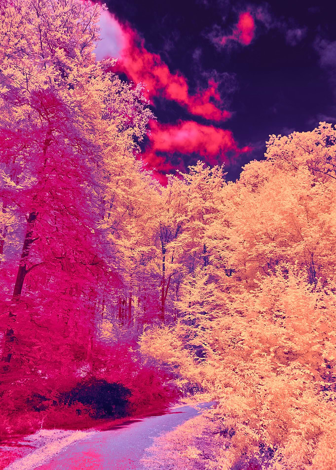 Cherry Blossoms dark sky