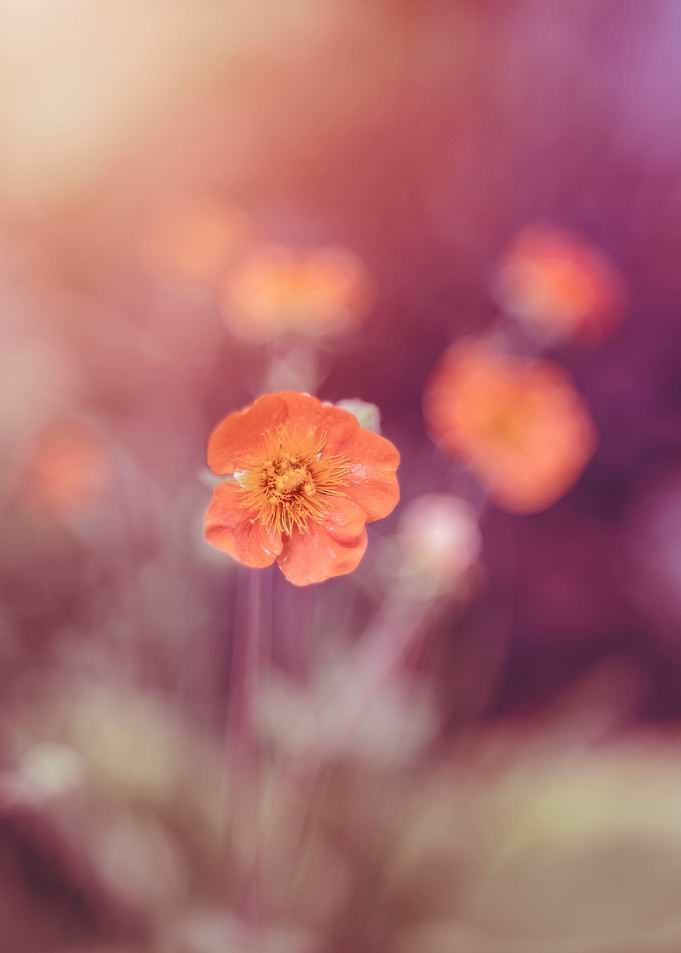 Orange flowers in garden
