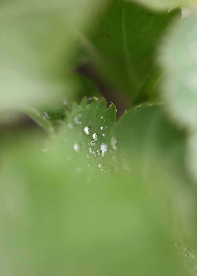 Winter rain droplets macro