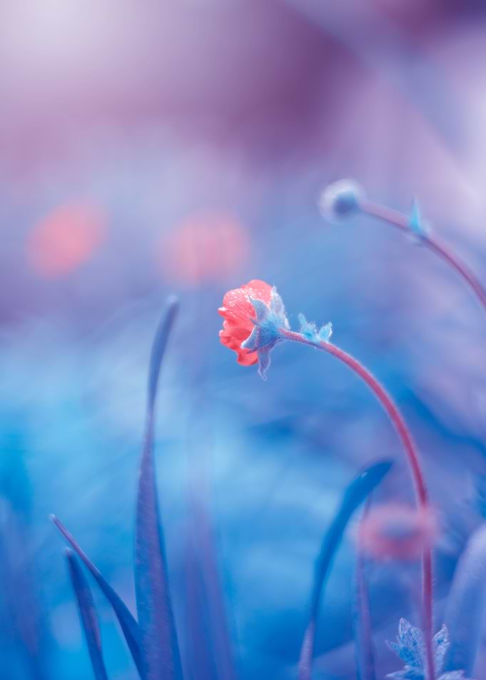 Colorful macro flowers