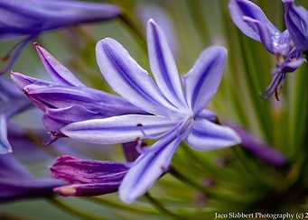Purple Flower Bloom