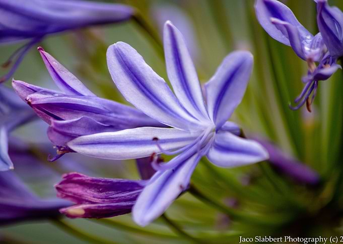 Purple Flower Bloom