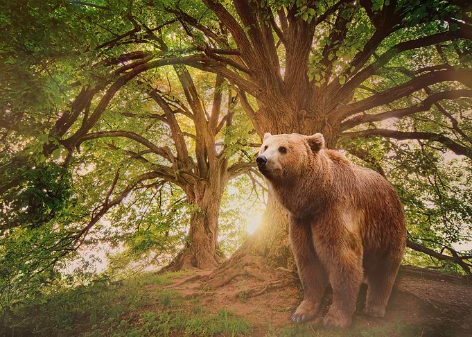 Mystic Animal Pictures