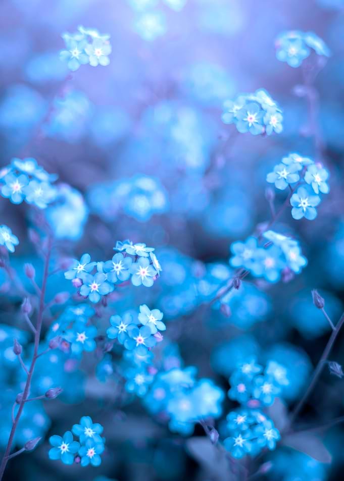 Blue Forget me nots,macro