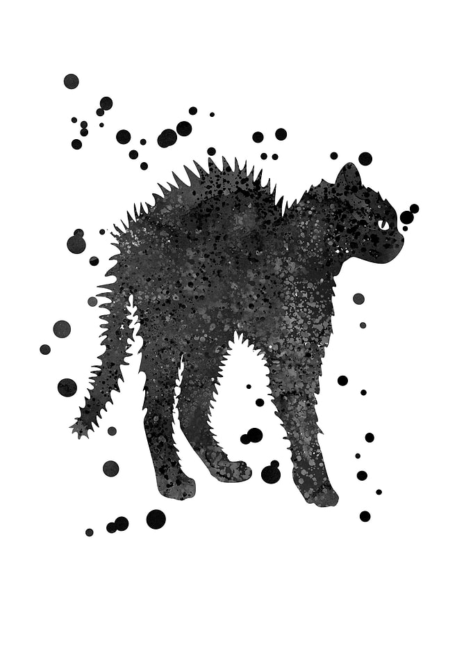 Bristly cat