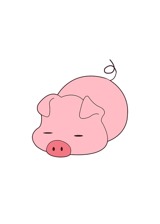 Pig Cute Animal
