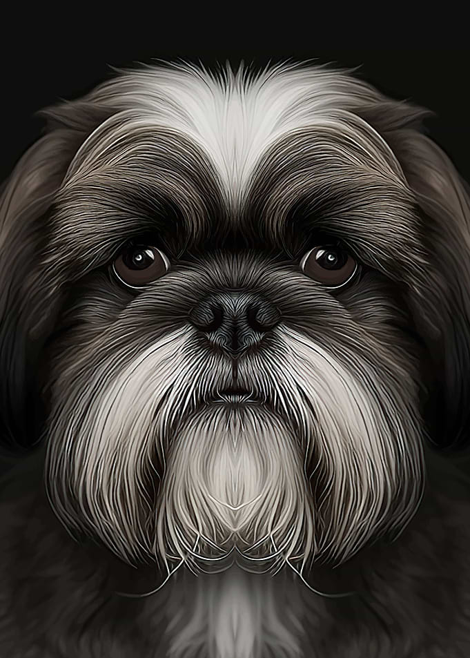 Shih Tzu dog portrait