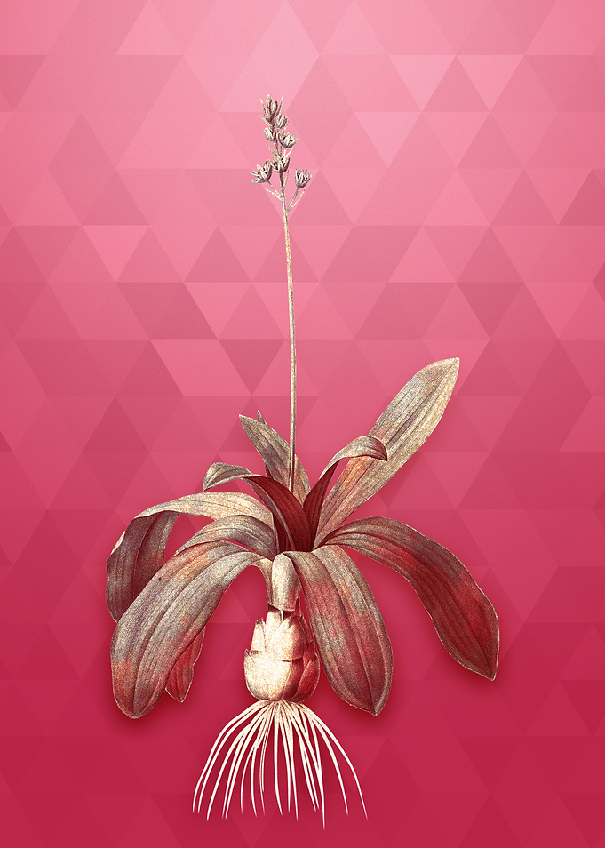 Scilla Lilio Hyacinthus