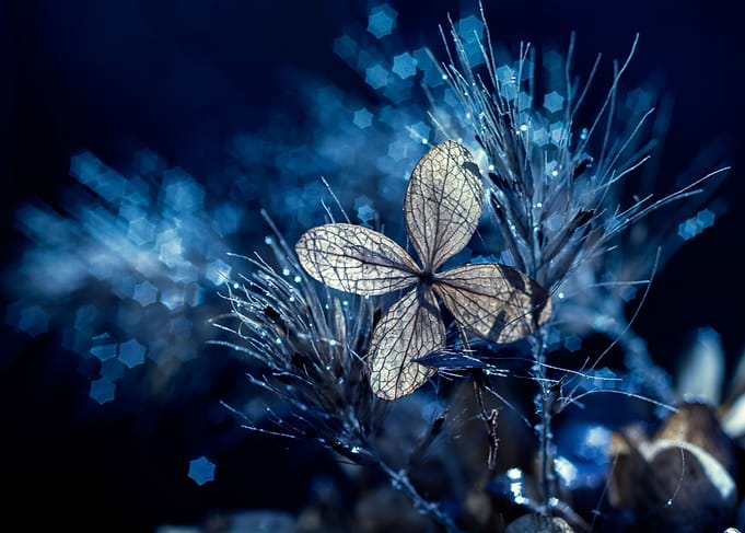 Blue winter hydrangea